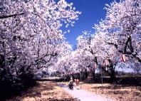 桜が咲き乱れる能代川分流記念公園