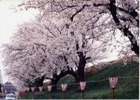 鮮やかな花を咲かせる桜の木々