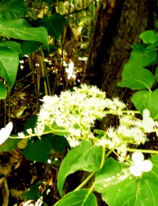 数枚の萼片をつけるツルアジサイの花