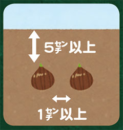 【イラスト】チューリップの植え方の図