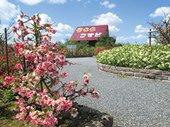 【写真】日本ボケ公園のボケの花