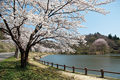 【写真】秋葉湖と桜