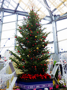 【写真】5メートル超の大型クリスマスツリー