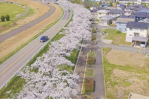 雁巻堤の桜並木