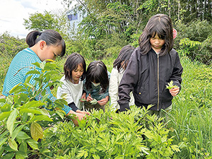 矢代田小学校の児童が草木染めのための草を取っている様子を撮った写真