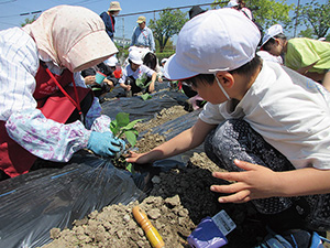 矢代田小学校の児童が野菜の苗を植えている様子を撮った写真
