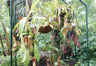 食虫植物の写真