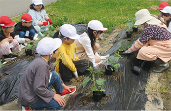 小須戸小学校での野菜作りの様子を撮った写真