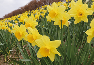 たくさんの咲いた水仙を撮った写真