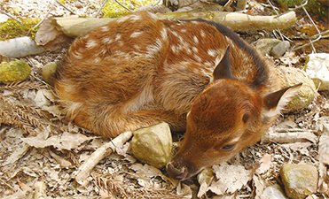 秋葉公園で生まれたシカの赤ちゃんの写真