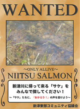 WANTED NIITSU SALMONのチラシ画像