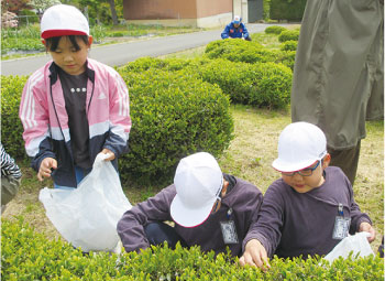 茶摘み体験の様子