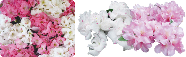 アザレアの写真