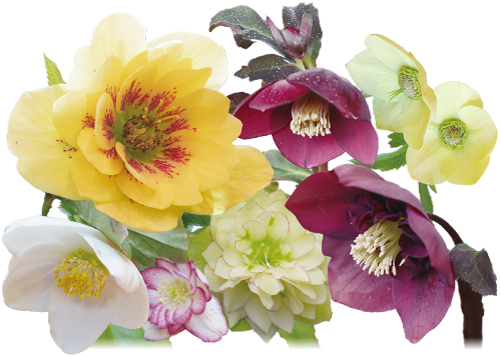 クリスマスローズの写真