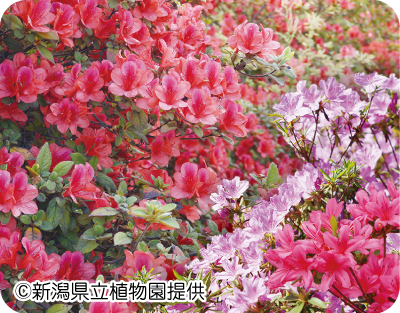 ツツジ・サツキの写真