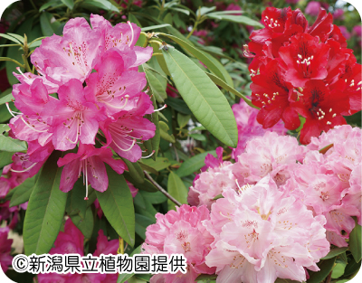 シャクナゲの写真