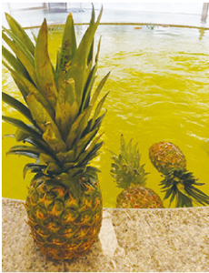 パイナップル風呂の写真