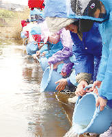 サケの稚魚の放流の様子