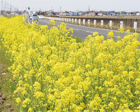フラワーロードの菜の花