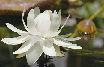 ハスの花の写真