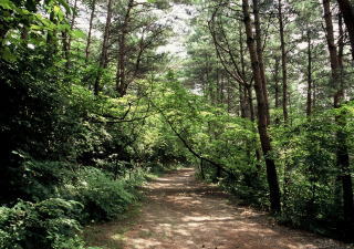木もれ陽の遊歩道－散策路1