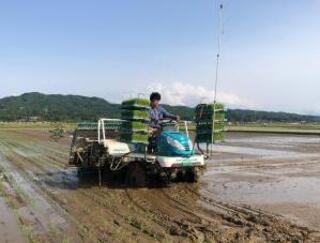 田植え写真