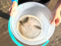 ヒラメ稚魚