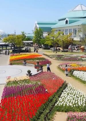 新潟ふるさと村　花畑