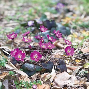 雪割草の写真