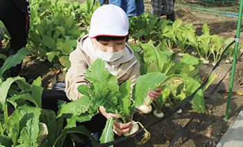 校内菜園