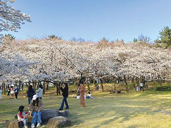 花見広場　風景