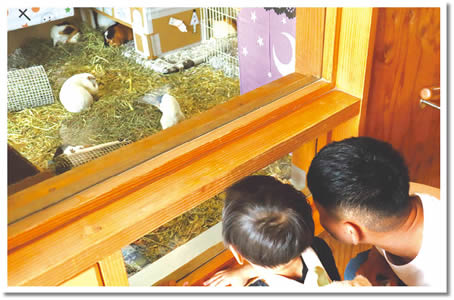 写真　モルモットなどを観察