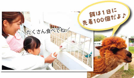 餌は1日に先着100個だよ♪　写真　やぎに餌をあげている様子