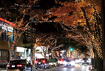 けやき通り　NIIGATA光のページェント　風景