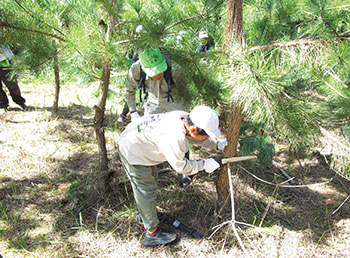 区民協働森づくり事業　イメージ