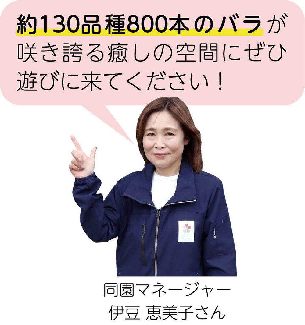（同園マネージャーのコメント）約130品種800本のバラが咲き誇る癒しの空間にぜひ遊びに来てください! | 同園マネージャー　伊豆　恵美子さん