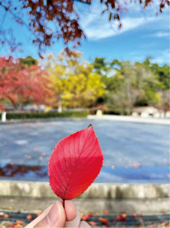 白山公園の紅葉