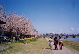 信濃川やすらぎ堤緑地-春の桜