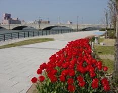 信濃川やすらぎ堤緑地-チューリップ開花