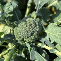   ブロッコリーの画像