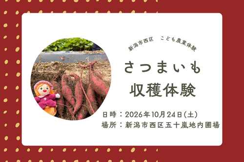 さつまいも収穫体験募集画像