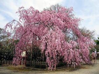 園芸センター記念公園の桜
