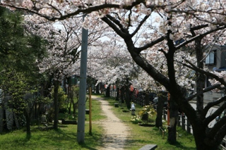 山辺堀緑地の桜