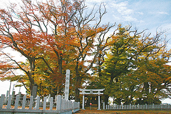 津島屋神社の大けやき