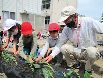 2年生　大きく育てサツマイモの苗植え