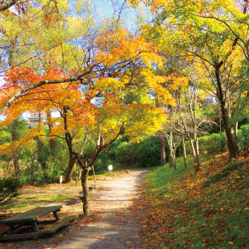 東区の紅葉1