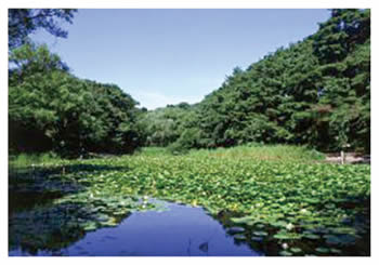 じゅんさい池公園 写真