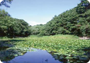 写真　じゅんさい池公園