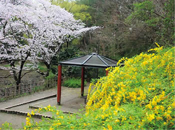 作品写真　ジュンサイ池公園の「山吹と桜」