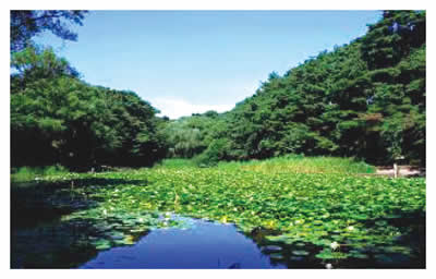 写真　じゅんさい池公園